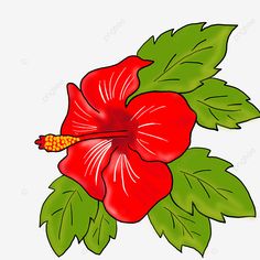 Flowers Pictures Drawing, Pyramid Model, Rose Coloring, Rose Coloring Pages, Access Bars, Plumeria Flowers, Tshirt Printing Design