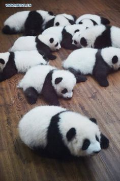 several baby pandas are laying on the floor and one is looking at the camera