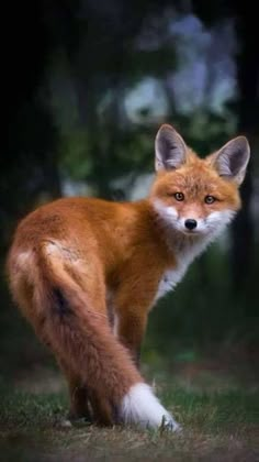 a red fox standing on top of a grass covered field