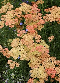 the flowers are blooming very nicely in the garden, and it's hard to tell what color they are