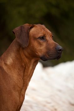 a brown dog standing on top of a snow covered ground with trees in the background