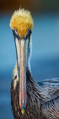 a close up of a bird with a long beak and yellow hair on it's head