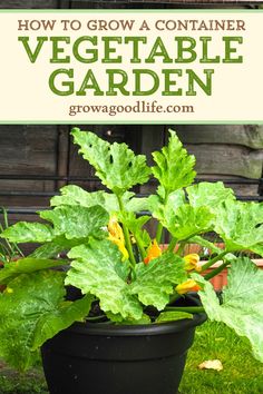 a potted plant with the title how to grow a container vegetable garden in it