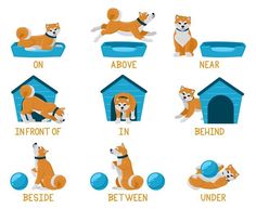 an image of dogs in their kennels for different stages of development and grooming