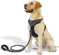 a brown dog sitting on top of a white floor next to a black leash and collar