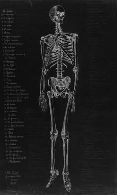 a drawing of a human skeleton in black and white with the words written below it