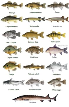 an image of different types of fish