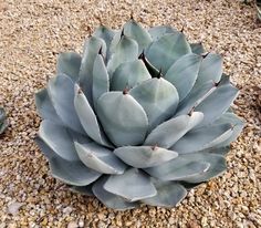 a large succulent plant sitting on top of gravel