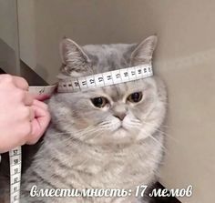 a cat is being measured with a measuring tape