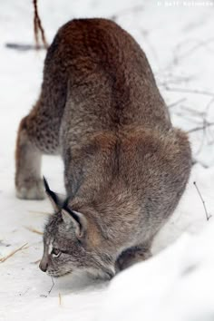 a cat walking in the snow with its head down