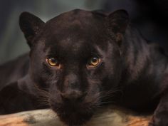 a close up of a black panther laying on a tree branch looking at the camera