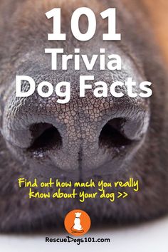 close up of a dogs nose Scientific Discovery, Surprising Facts