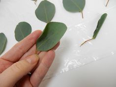 a person holding some green leaves in their hand on a white surface with other plants behind them