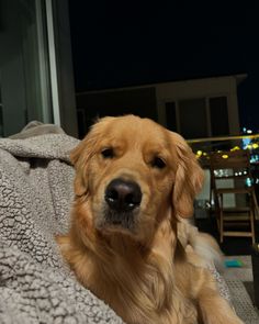 a golden retriever dog laying on top of a blanket