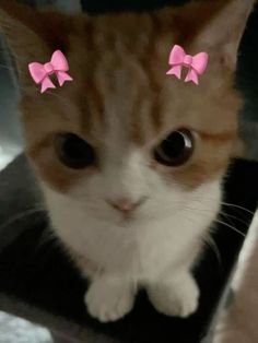 an orange and white cat with pink bows on it's head looking at the camera