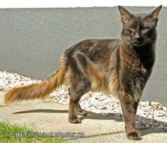 a cat that is standing on the sidewalk