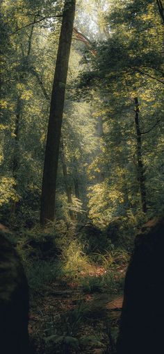 the sun is shining through the trees in the forest