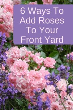 pink and purple flowers with the words 6 ways to add roses to your front yard