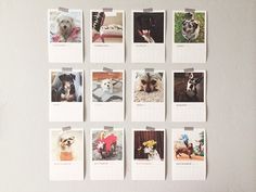 a calendar with pictures of dogs hanging on the wall