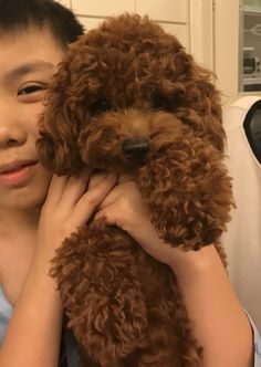 a boy holding a brown poodle in his hands