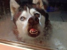 a close up of a dog with its mouth open looking at the camera through a glass window