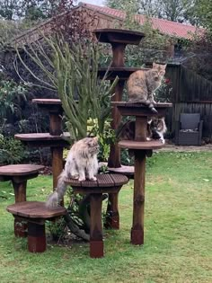 two cats sitting on top of wooden shelves in the yard