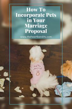 a small dog wearing a pink shirt with the words how to incorate pets in your marriage proposal