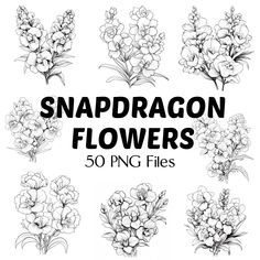 50 snapdragon flowers in black and white with the words snapdragon flowers