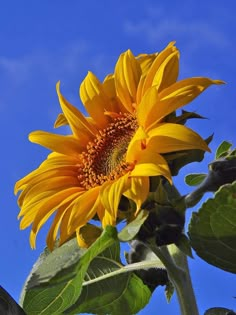 a large sunflower is blooming on a sunny day