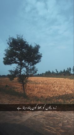 an image of a tree in the middle of a field with blue sky and clouds