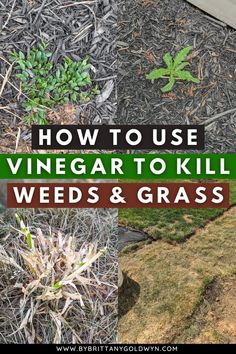 the words how to use vinegar to kill weeds and grass in front of some plants