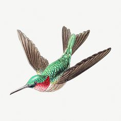 a drawing of a hummingbird flying in the air with its wings spread wide open