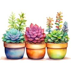 three potted plants with green and pink flowers in them on a white background, watercolor painting