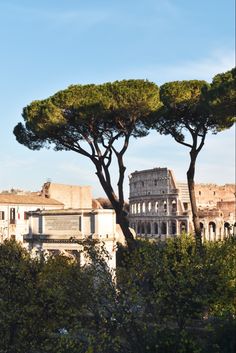 an image of the roman colossion and trees in rome, italy with blue sky