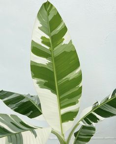 a large green and white leaf on top of a plant in front of a wall