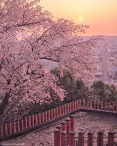 the sun is setting behind cherry blossom trees