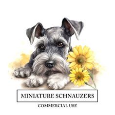 the miniature schnauzer is laying next to a sunflower