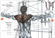 the muscles are shown in this diagram, and it's important to understand how they work