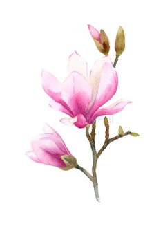 a watercolor painting of pink flowers on a white background