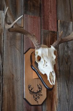 a deer skull mounted on a wooden wall