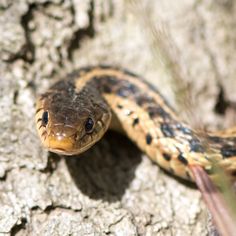 a brown and black snake sitting on top of a tree