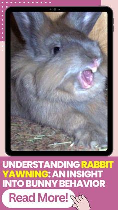 a rabbit with its mouth open and the caption reads, understanding rabbit yawning an insight into bunny behavior read more