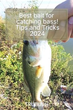 a person holding a fish with the caption best bat for catching bass tips and tricks