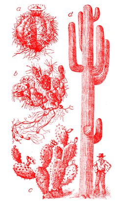 a drawing of cactuses and cacti on a white background