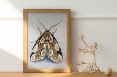 a framed photograph of a moth on a shelf