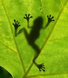 the shadow of a frog on a green leaf is seen in this image from above