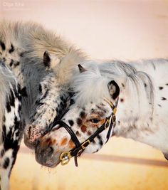 two spotted horses standing next to each other