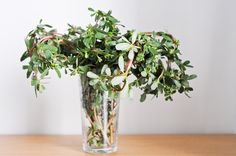 a vase filled with green plants on top of a wooden table