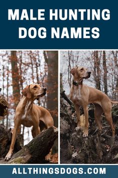 two brown dogs standing on top of a tree stump in the woods with text overlay that reads male hunting dog names