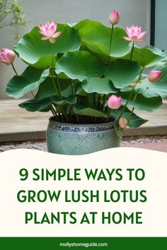 a potted plant with pink flowers in it and the words 9 simple ways to grow lush lotus plants at home